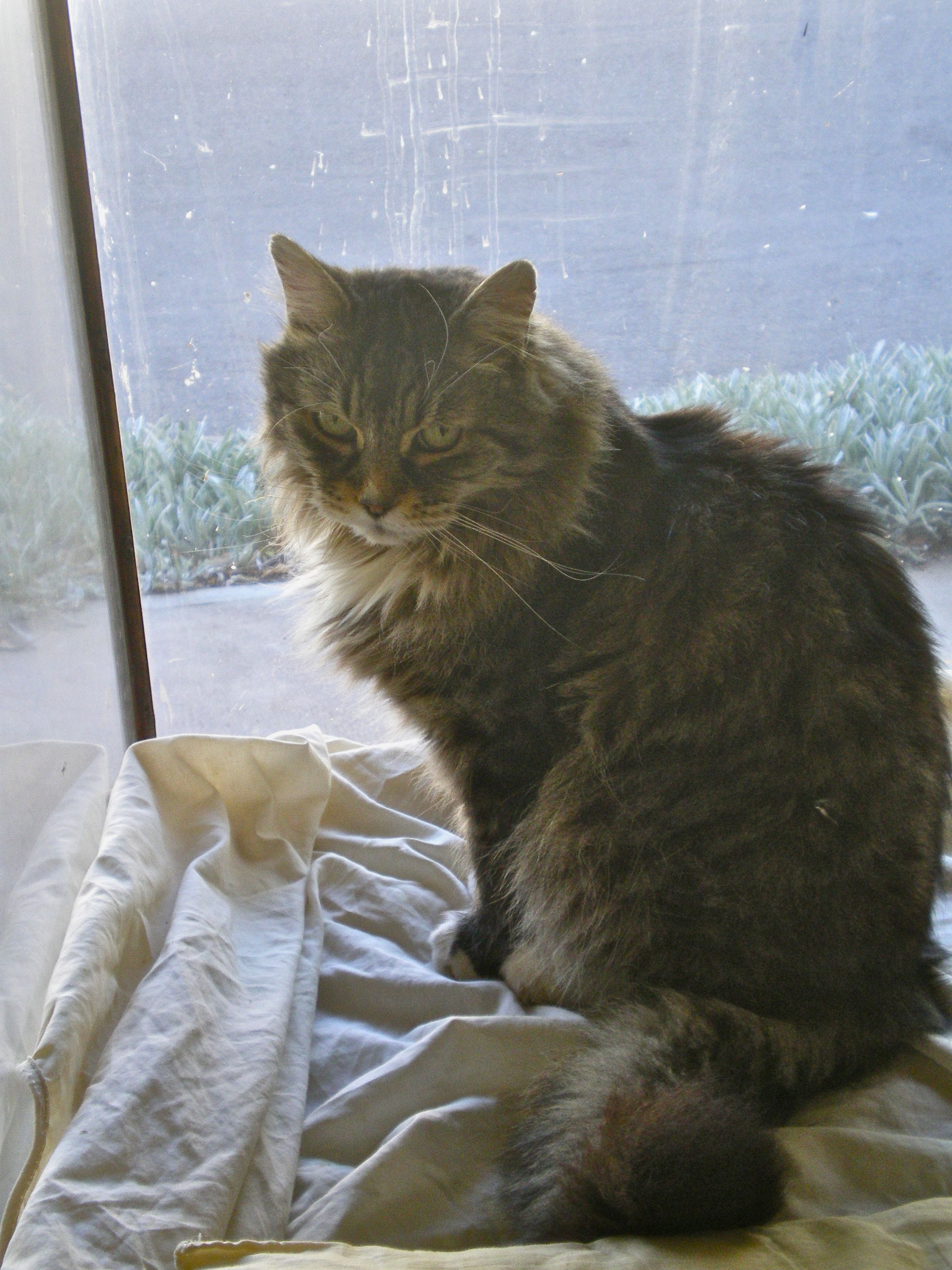 gallery cat in training – Mrs Harris' Shop